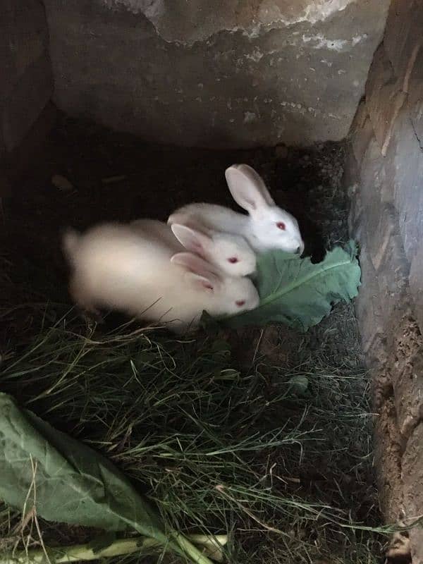 rabbit pair with babies 2