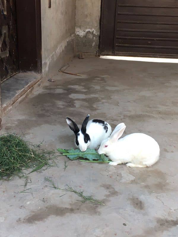 rabbit pair with babies 0