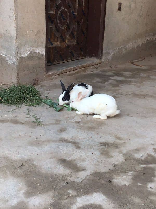 rabbit pair with babies 3