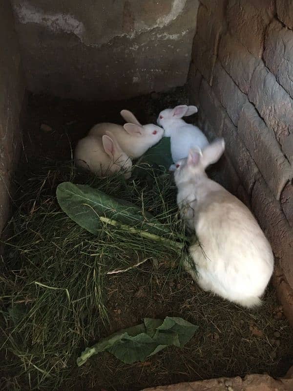 rabbit pair with babies 4