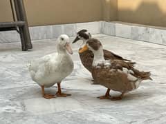 Ducks for sale