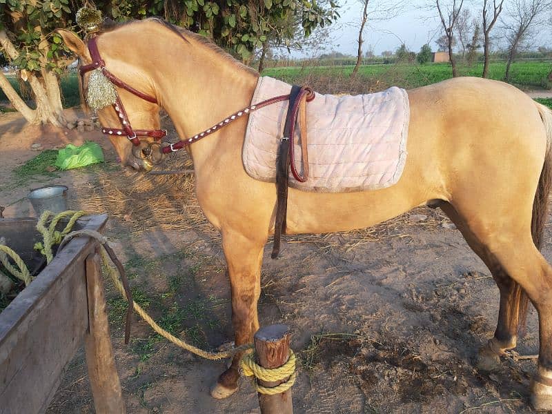 Samand Kulla Fully Trained Horse for sale 1