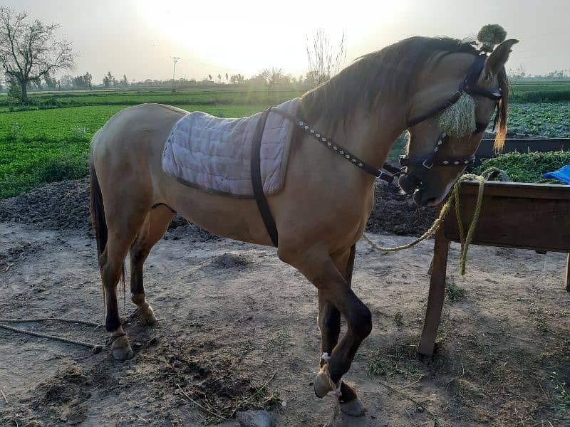 Samand Kulla Fully Trained Horse for sale 2