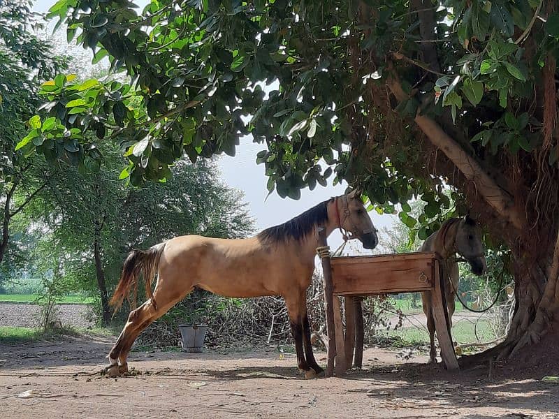 Samand Kulla Fully Trained Horse for sale 3