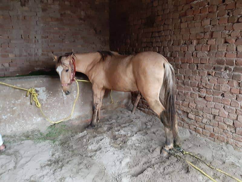 Samand Kulla Fully Trained Horse for sale 4