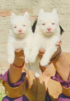 pink nose russian pair / russian puppies for sale