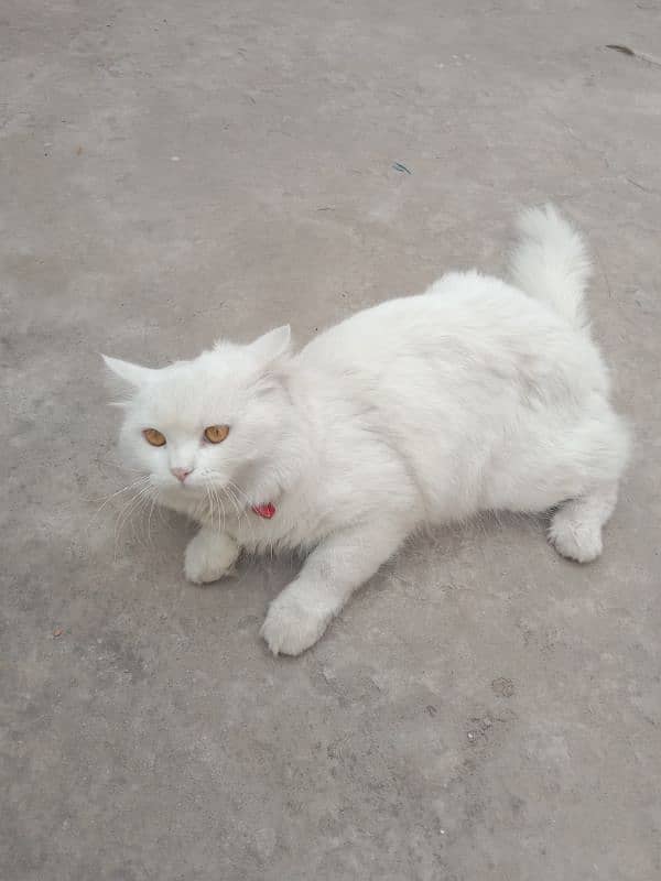 Persian male cat for sale 0