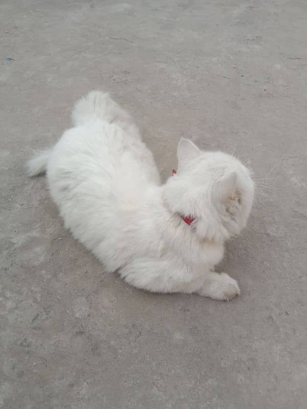 Persian male cat for sale 1