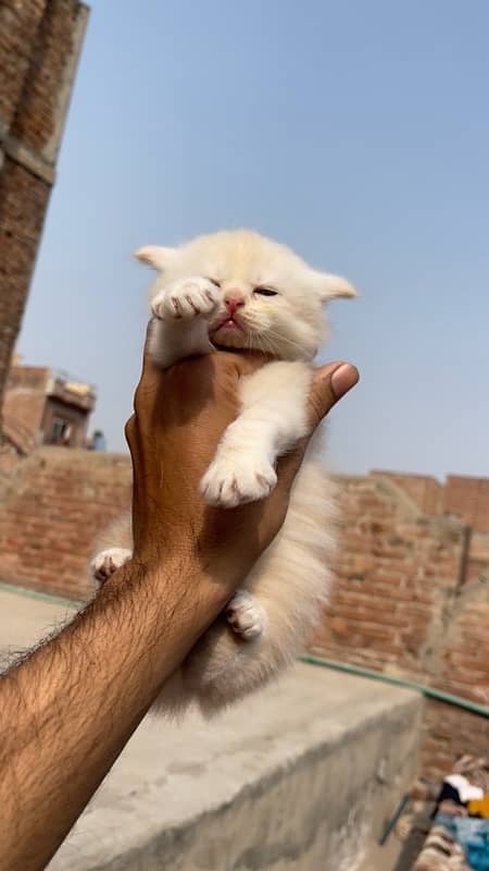 persian kittens punch face tripple coated 0