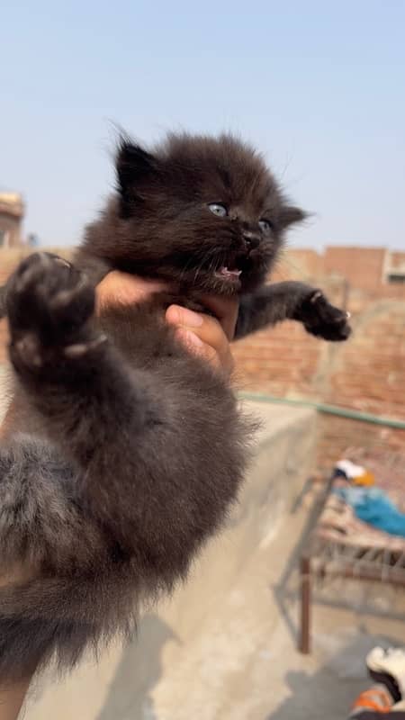 persian kittens punch face tripple coated 7