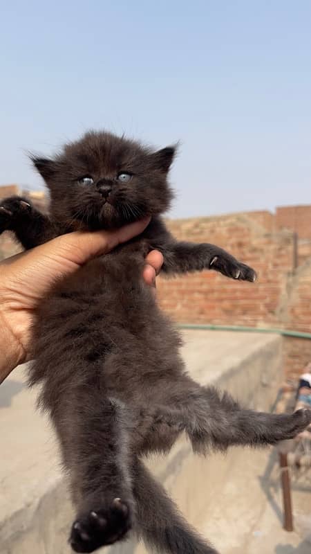 persian kittens punch face tripple coated 8