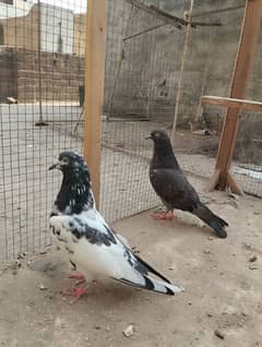 pigeons