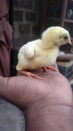 Farmy Chicks/Broiler Chicks Available Here