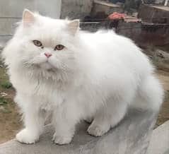 young male cat triple coat