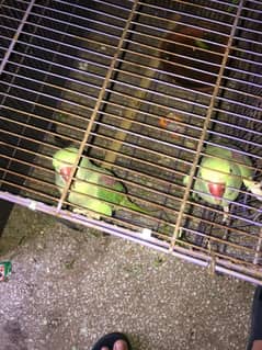 raw parrot for sale 3 piece 2 female 1 male