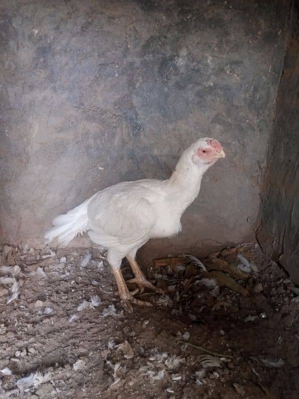 Indian parrot beak female for sale 0