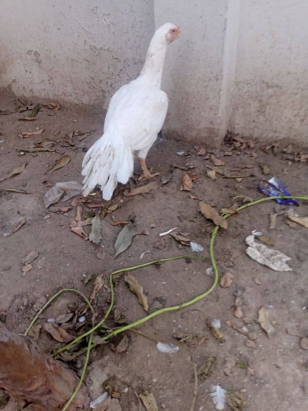 Indian parrot beak female for sale 1