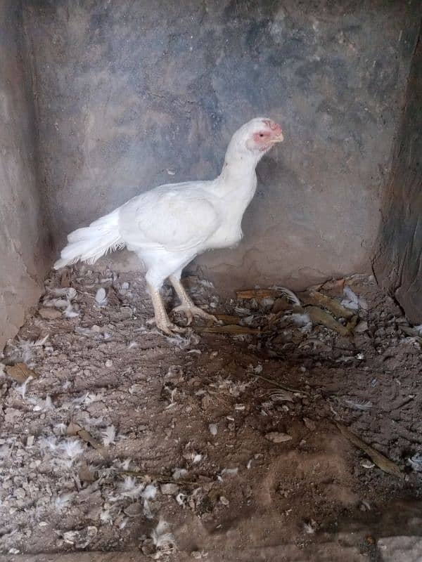 Indian parrot beak female for sale 2