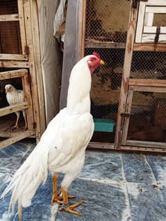 white heera aseel | murga murge | aseel for sale | pure aseel hen