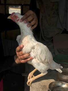 white heera aseel | murga murge | aseel for sale | pure aseel hen