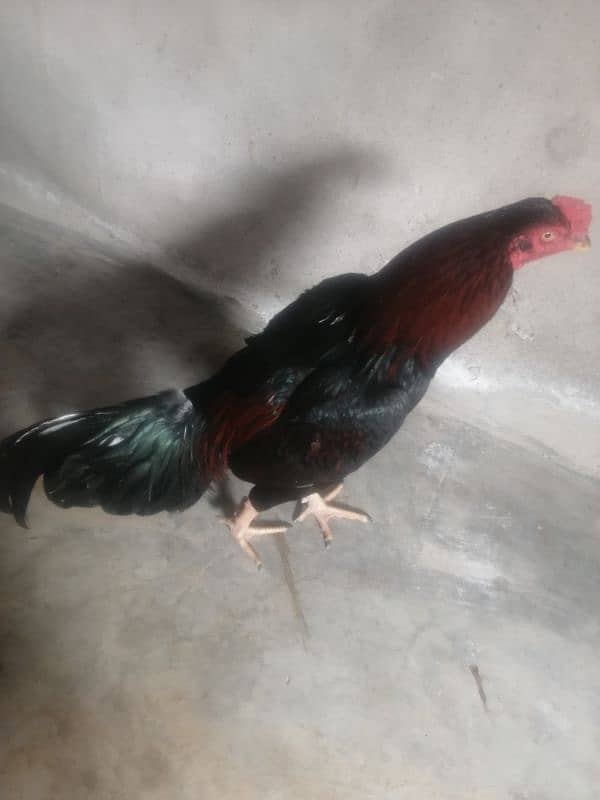 aseel murga jawa for sale 03014080249 2