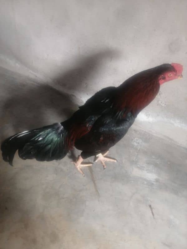 aseel murga jawa for sale 03014080249 3