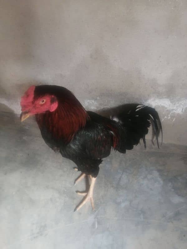 aseel murga jawa for sale 03014080249 4