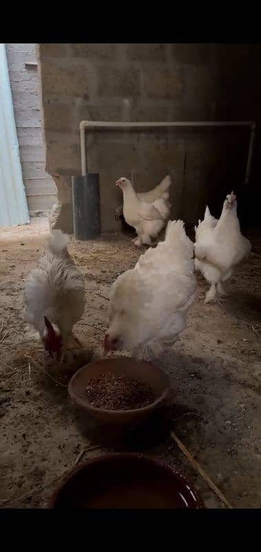 white buff heavy cochin bantam 0