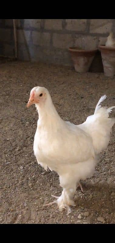 white buff heavy cochin bantam 1