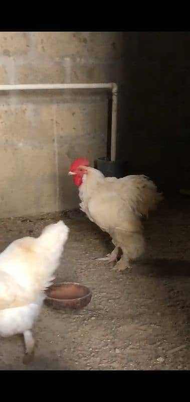 white buff heavy cochin bantam 2