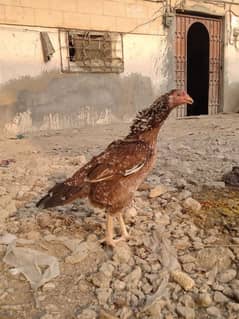 Active and healthy hen