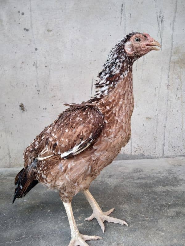 Active and healthy hen 1