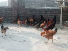 desi hen egg ling mail murgy