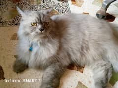 cute himaliyan cat for sale