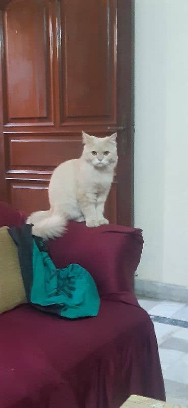 triple coated vaccinated beautiful and healthy persian cat 0