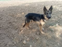 German Shepherd