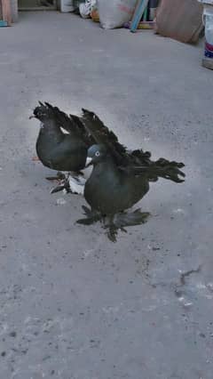 American black lacky pigeon