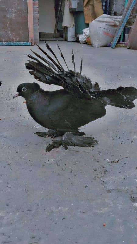 American black lacky pigeon 1