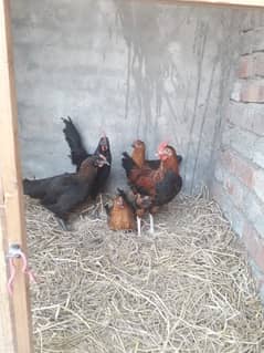 3 murgia or 2 murga for urgently sale