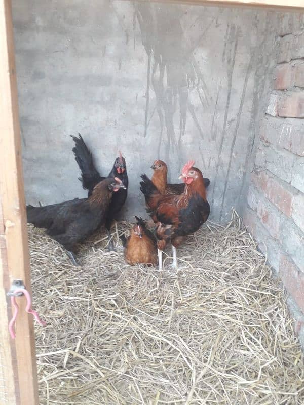 3 murgia or 2 murga for urgently sale 0