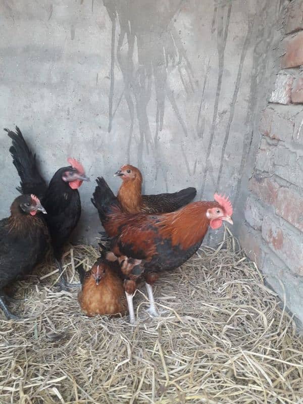 3 murgia or 2 murga for urgently sale 1