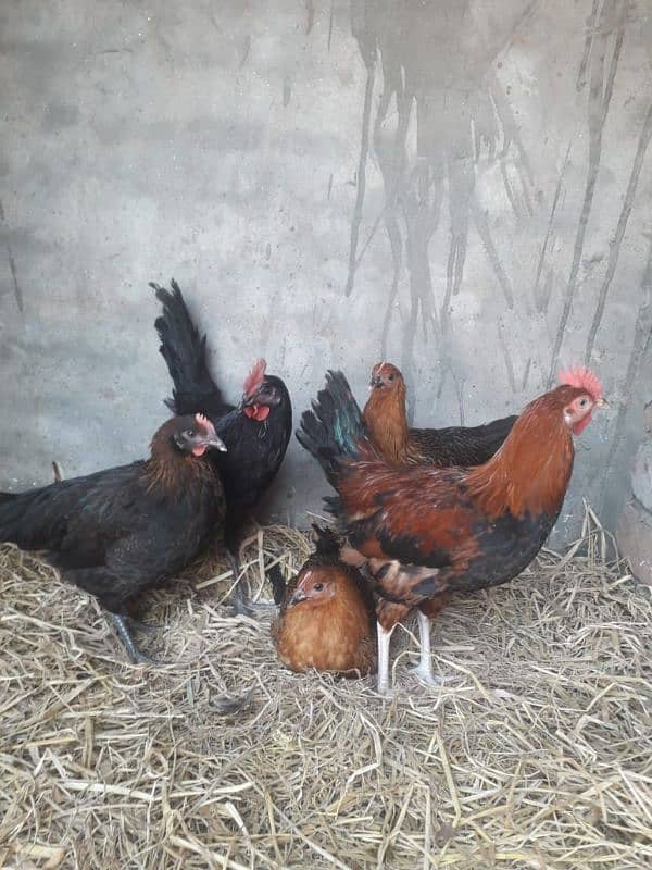 3 murgia or 2 murga for urgently sale 2