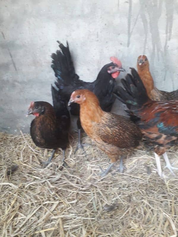 3 murgia or 2 murga for urgently sale 4