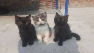 3 Kittens Persian Kittens:  For sale