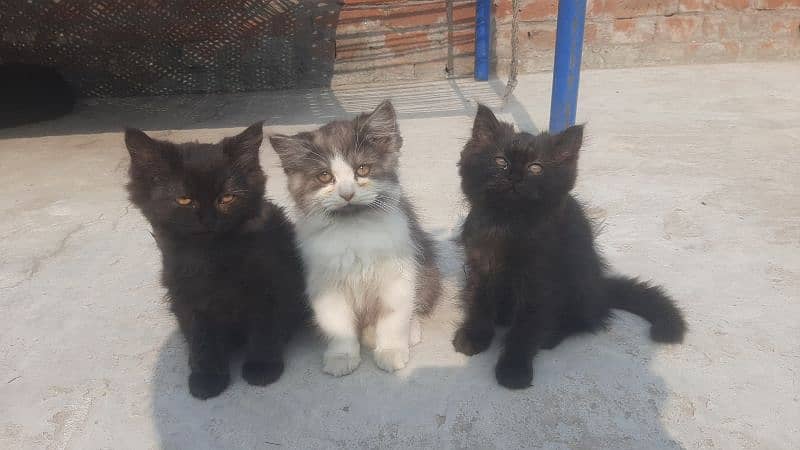 3 Kittens Persian Kittens:  For sale 0