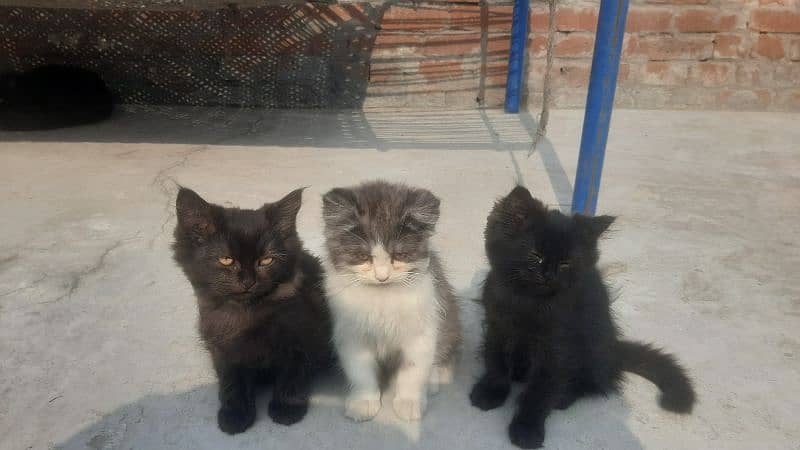 3 Kittens Persian Kittens:  For sale 1