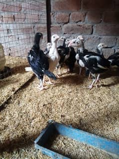 White O Shamo /Aseel pathy /king size/ shamo chicks/high Quality shamo