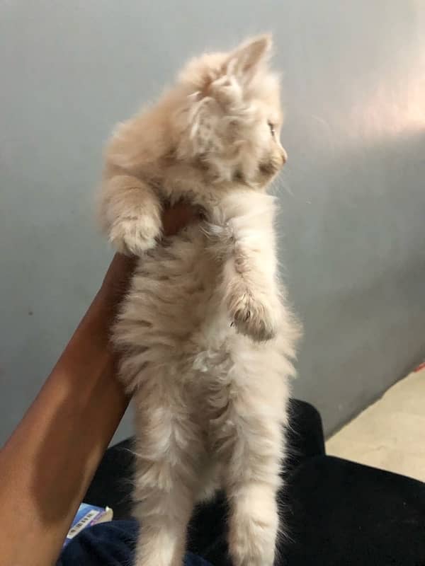 Persian triple coated kitten 1 month age semi brown colour 0