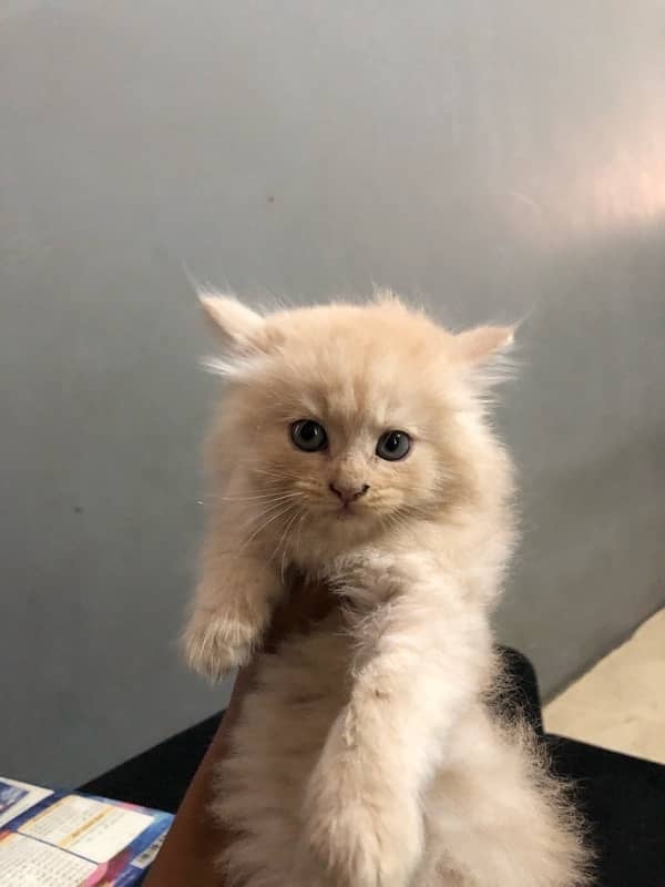 Persian triple coated kitten 1 month age semi brown colour 1