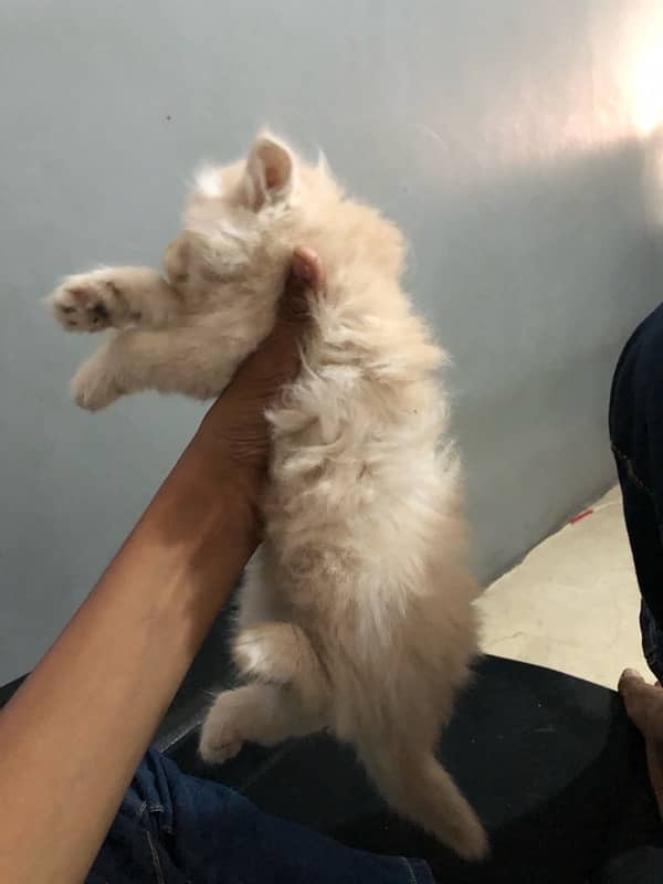 Persian triple coated kitten 1 month age semi brown colour 2